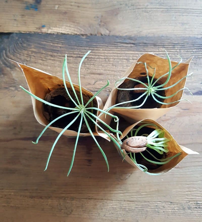 Good Omens Tree Growing Kits. Unique Gift