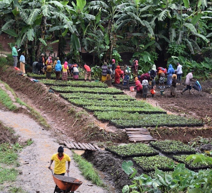 You Plant We Plant Tree Kits Happy Pack, We Plant 30 More Trees