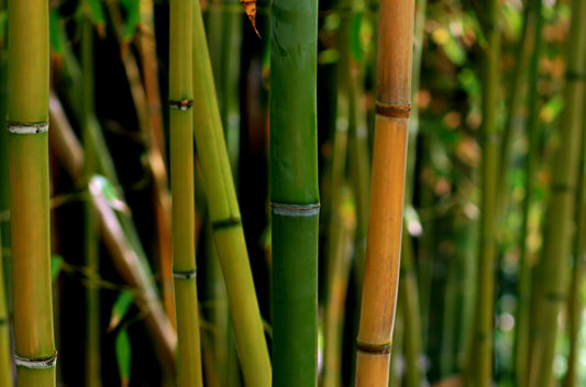 Bamboo 